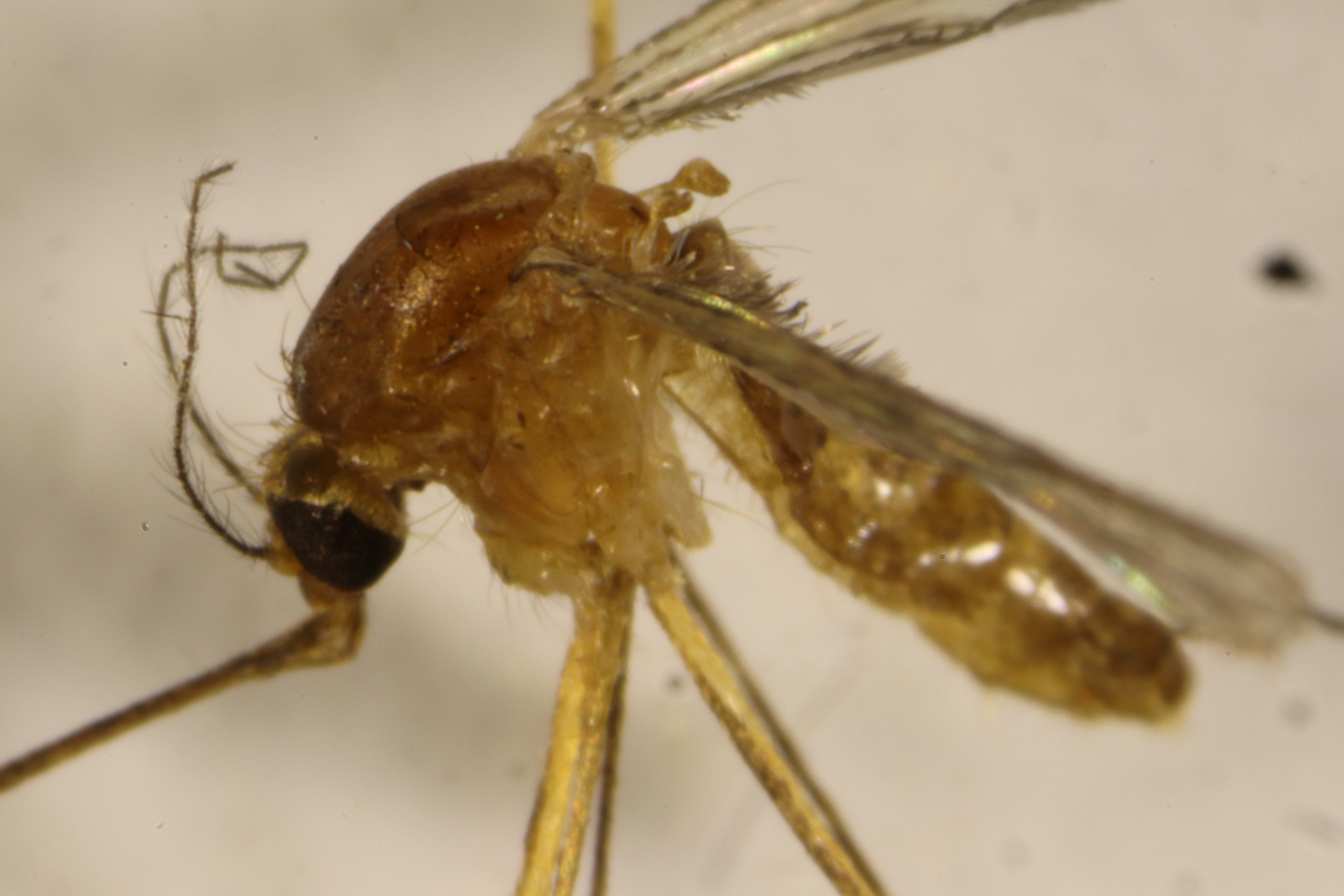 CUL-UNKN-20260405-0001 microscope image